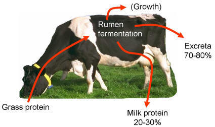 Inefficient nitrogen capture by the grazing ruminant