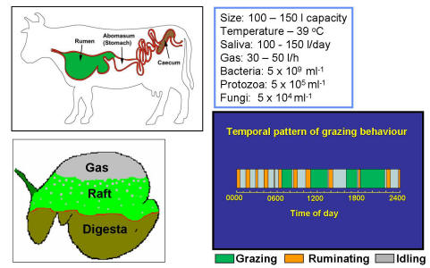 Facts and figures about the rumen and rumination