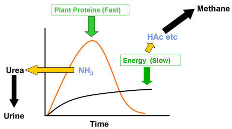 The problem of synchronising protein and energy metabolism in the rumen
