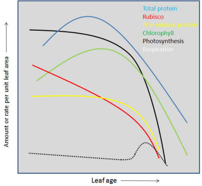Chlorophyll Photosynthesis